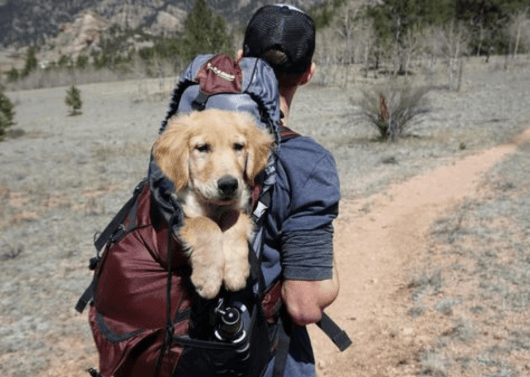 Traveling Professionals